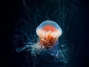 Κι όμως Υπάρχουν Αθάνατα Όντα που Ζουν στον Πλανήτη μας