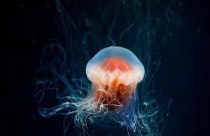 Κι όμως Υπάρχουν Αθάνατα Όντα που Ζουν στον Πλανήτη μας