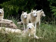Τι Δήλωσε Αγόρι που το Μεγάλωσε Αγέλη Λύκων και Έγινε πια Άντρας