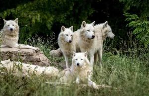 Τι Δήλωσε Αγόρι που το Μεγάλωσε Αγέλη Λύκων και Έγινε πια Άντρας