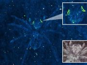 Ανατριχιαστική Ανακάλυψη 110 εκατομμυρίων Ετών Έκαναν Επιστήμονες σε απολίθωμα αράχνης