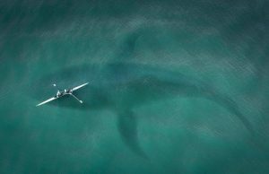 Ανέκδοτο: Ο Μπαμπάς Καρχαρίας Εκπαιδεύει τον Νεαρό Καρχαρία