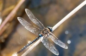 Μην Σκοτώσετε Ποτέ μία Λιβελούλη Αν την Δείτε λιβελούλη