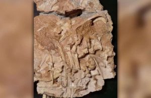 Η Ανακάλυψη στην Ανταρκτική που Ξάφνιασε Εντελώς τους Επιστήμονες ήταν ένας Αρχόσαυρος