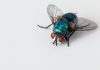 blowfly-Image by Steve Buissinne from Pixabay