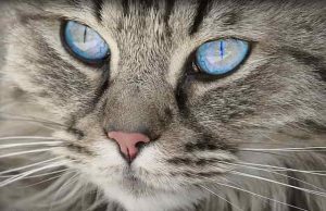 Γάτα. Πόσα πράγματα μπορείτε να μάθετε από το αγαπημένο κατοικίδιο