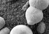 fungus-NASA-Rover-Opportunity-1795489-min