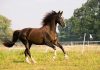horse-Image by Rebecca Scholz from Pixabay-min