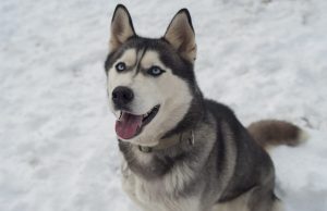 Η προσωπικότητα τύπου Alpha και γιατί κάποιοι την πολεμούν