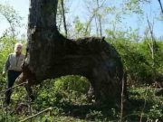 Αν δούμε ένα περίεργα λυγισμένο δέντρο στο δάσος τότε βρισκόμαστε μπροστά σε μία αρχαία σήμανση που οδηγεί σε “μυστικά” του τόπου