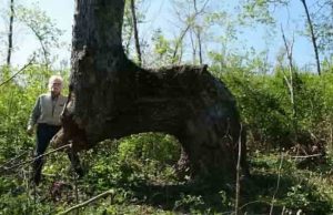 Αν δούμε ένα περίεργα λυγισμένο δέντρο στο δάσος τότε βρισκόμαστε μπροστά σε μία αρχαία σήμανση που οδηγεί σε “μυστικά” του τόπου