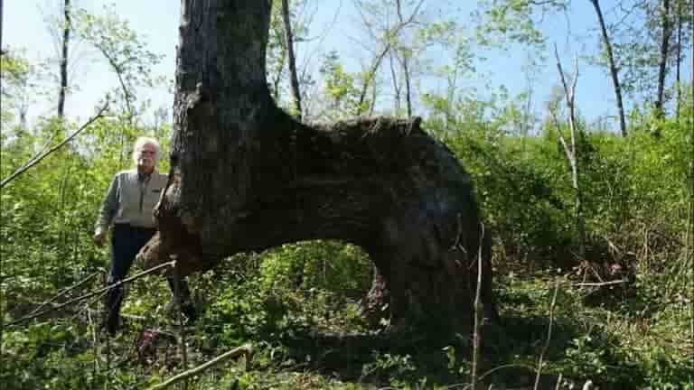 Αν Δείτε ένα Περίεργα Λυγισμένο Δέντρο στο Δάσος Τότε Βρίσκεστε Μπροστά σε ένα Αρχαίο Μυστικό