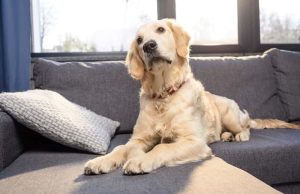 Έξι Καταστάσεις που Διαισθάνονται τα Σκυλιά Πριν από τον Οποιονδήποτε σκύλος στον καναπέ που κοιτάει παράξενα