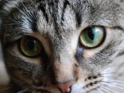 Γιατί Δεν Πρέπει να Κοιτάτε μια Γάτα Μέσα στα Μάτια ματια γατας