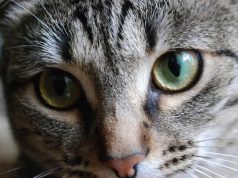 Γιατί Δεν Πρέπει να Κοιτάτε μια Γάτα Μέσα στα Μάτια ματια γατας