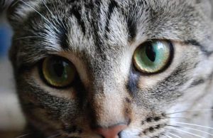 Γιατί Δεν Πρέπει να Κοιτάτε μια Γάτα Μέσα στα Μάτια ματια γατας