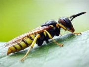 9 Πλάσματα που Ελέγχουν το Μυαλό Άλλων για να κάνουν δουλειές προς όφελός τους