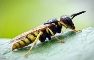 9 Πλάσματα που Ελέγχουν το Μυαλό Άλλων για να κάνουν δουλειές προς όφελός τους