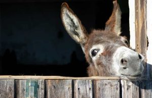 Η Ιστορία του Γαϊδάρου στο Πηγάδι που Αξίζει να Αφιερώστε 2 λεπτά. Θα σας Ωφελήσει γάιδαρος