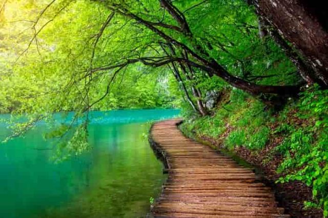 ξύλινος διάδρομος ανάμεσα σε γαλάζια λίμνη και καταπράσινο δάσος