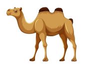 Ανέκδοτο: Η καμήλα και ο νέος διοικητής στο στρατόπεδο της ερήμου καμήλα