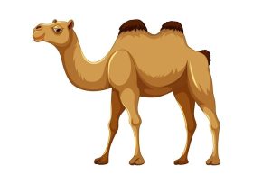 Ανέκδοτο: Η καμήλα και ο νέος διοικητής στο στρατόπεδο της ερήμου καμήλα