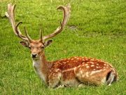 Ανέκδοτο: Ένα αντρόγυνο πηγαίνει στον Ζωολογικό κήπο με ξεναγό