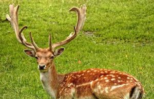 Ανέκδοτο: Ένα αντρόγυνο πηγαίνει στον Ζωολογικό κήπο με ξεναγό