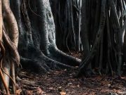 Παράξενα Πράγματα που Βρέθηκαν στα Δάση κατά καιρούς (video) δάση από ρίζες δέντρων