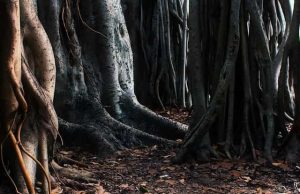 Παράξενα Πράγματα που Βρέθηκαν στα Δάση κατά καιρούς (video) δάση από ρίζες δέντρων