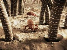 Ακάρεα Προσώπου ζουν στους πόρους και τα μαλλιά Ακάρεα Προσώπου