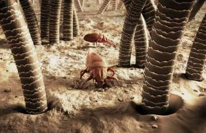 Ακάρεα Προσώπου ζουν στους πόρους και τα μαλλιά Ακάρεα Προσώπου