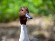 Ανέκδοτο: Μία καλλονή πηγαίνει την πάπια της στον κτηνίατρο