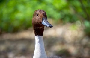 Ανέκδοτο: Μία καλλονή πηγαίνει την πάπια της στον κτηνίατρο