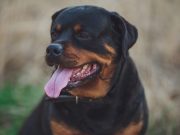 Περίτας: Ο Πιο Αγαπημένος Σκύλος του Μεγάλου Αλεξάνδρου που λέγεται ότι πέθανε στην αγκαλιά του σκύλος