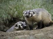 Το Πιο Επικίνδυνο Θηλαστικό στον Κόσμο. Σκοτώνει τίγρεις, λιοντάρια και αρκούδες ενώ τρέφεται με δηλητηριώδη φίδια