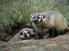 Το Πιο Επικίνδυνο Θηλαστικό στον Κόσμο. Σκοτώνει τίγρεις, λιοντάρια και αρκούδες ενώ τρέφεται με δηλητηριώδη φίδια