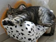 3 Ζώδια Μεγαλύτεροι Τεμπέληδες που Βαριούνται να Κουνηθούν