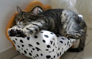 3 Ζώδια Μεγαλύτεροι Τεμπέληδες που Βαριούνται να Κουνηθούν