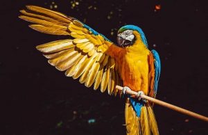 Ανέκδοτο: Περνάει μια γυναίκα έξω από ένα μαγαζί με ζώα κι ακούει ένα Ψιτ