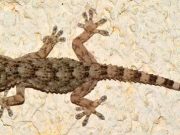 Γιατί να μην σκοτώσουμε ένα σαμιαμίδι αν το δούμε μέσα στο σπίτι μας