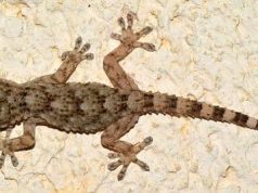 Γιατί να μην σκοτώσουμε ένα σαμιαμίδι αν το δούμε μέσα στο σπίτι μας