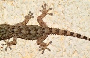 Γιατί να μην σκοτώσουμε ένα σαμιαμίδι αν το δούμε μέσα στο σπίτι μας