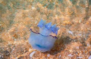 Γιατί Δεν Πρέπει να Βγάζετε Μέδουσες και Τσούχτρες στην Άμμο όταν τις βρίσκετε στην θάλασσα Μεγάλη μπλε Μέδουσα στο καθαρό νερό της Μαύρης Θάλασσας