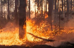 Πυρκαγιές: Ο Μόνος Τρόπος να Βγείτε αν έχετε εγκλωβιστεί σε ένα δάσος που καίγεται δασική πυρκαγιά