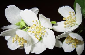 Γιατί να Βάλετε ένα Γιασεμί στην Κρεβατοκάμαρά σας γιασεμί