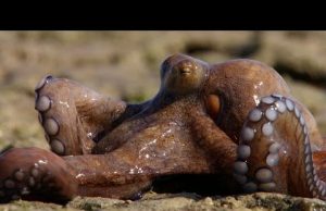 Χταπόδι περπατά στην ξηρά και αναπνέει Χταπόδι