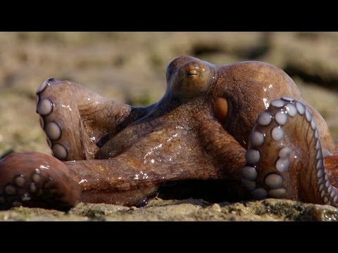 Χταπόδι περπατάει στην ξηρά και αναπνέει, από το BBC