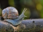 Ανέκδοτο: Βγήκε στο λιβάδι να μαζέψει σαλιγκάρια αλλά στην πορεία συνάντησε μία όμορφη κοπέλα σαλιγκάρι