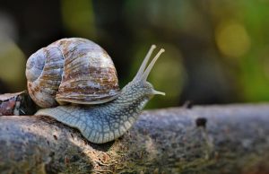 Ανέκδοτο: Βγήκε στο λιβάδι να μαζέψει σαλιγκάρια αλλά στην πορεία συνάντησε μία όμορφη κοπέλα σαλιγκάρι